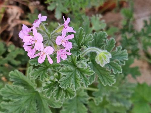 Pelargonium graveolens 