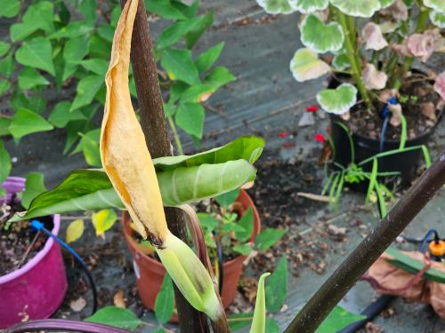 Alocasia macrorrhiza 
