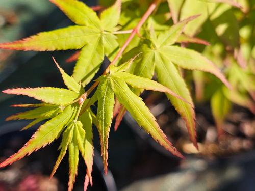 Acer palmatum ‘Aureum‘ 
