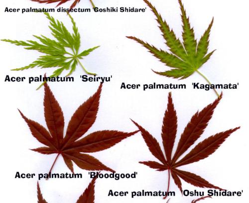 Acer shirawasanum 'Autumn Moon'