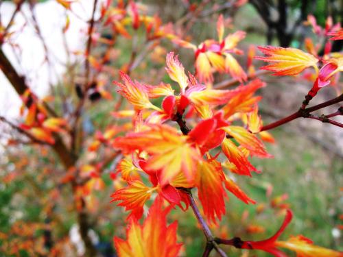 Acer palmatum 'Orange Dream'