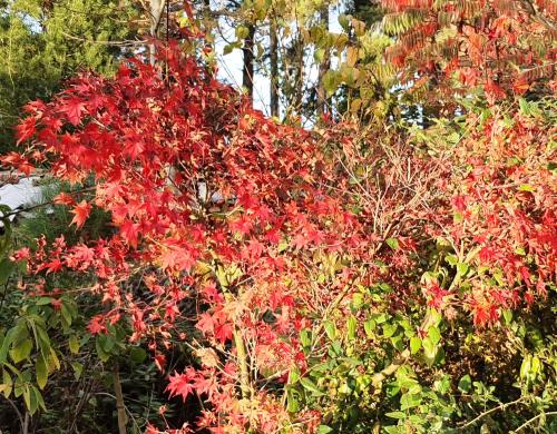 Acer palmatum ‘Ueno Yama‘ 