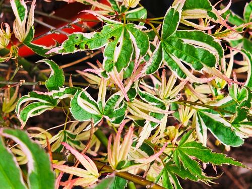 Acer palmatum 'Taylor'