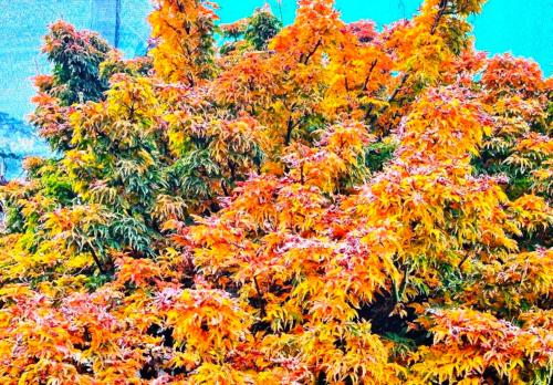 Acer palmatum 'Shishigashira'