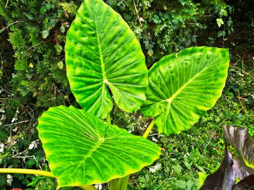 Colocasia esculenta