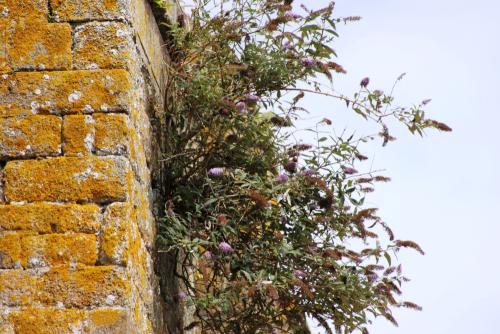 Buddleja davidii Buddléjacées