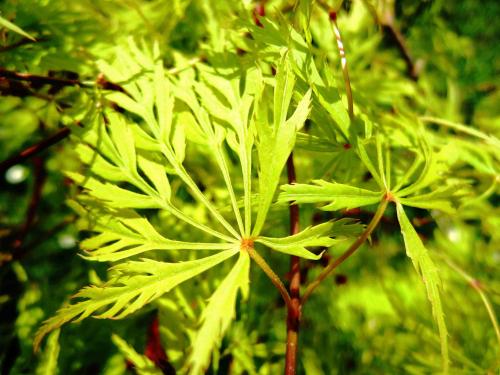 Acer palmatum dissectum ‘Flavescens‘ 