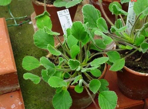 Pelargonium ovale