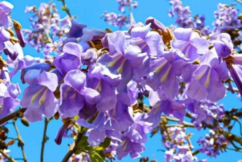Paulownia tomentosa