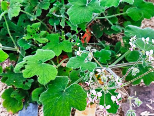 Pelargonium tomentosum ‘Chocolate’