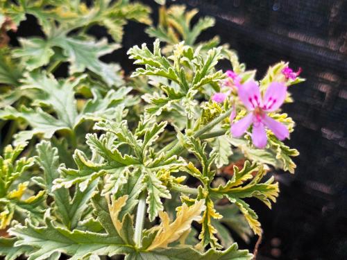Pelargonium ‘Roller Sigma’ 