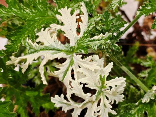 Pelargonium 'Charity'