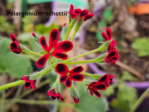 Pelargonium 'Ardens'