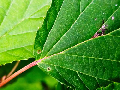 viburnum betulifolium