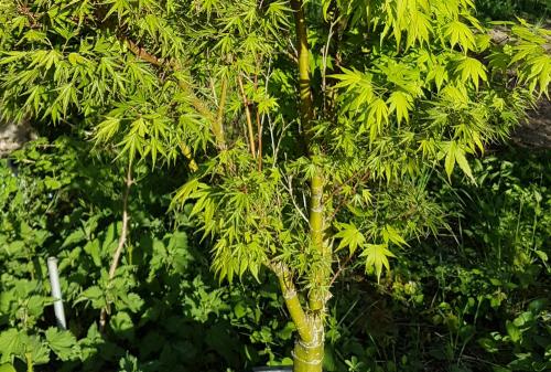 Acer palmatum ‘Ueno Yama‘  HORT'IS VIRIDIOS (R)
