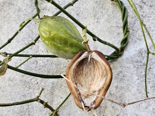 Araujia sericifera  HORT'IS VIRIDIOS (R)