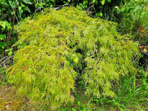 Acer palmatum dissectum ‘Flavescens‘  HORT'IS VIRIDIOS (R)