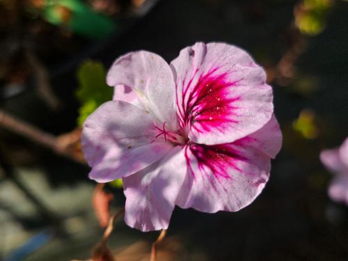Pelargonium 'Wayward Angel' HORT'IS VIRIDIOS (R)