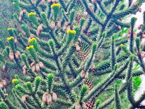 Araucaria araucana  HORT'IS VIRIDIOS (R)