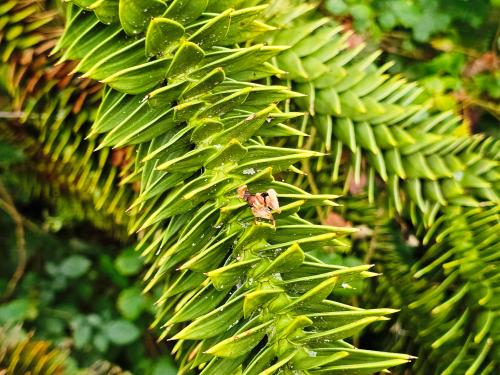 Araucaria araucana  HORT'IS VIRIDIOS (R)