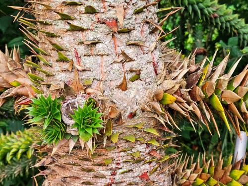 Araucaria araucana  HORT'IS VIRIDIOS (R)