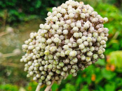 Allium ampeloprasum var. ampeloprasum  HORT'IS VIRIDIOS (R)