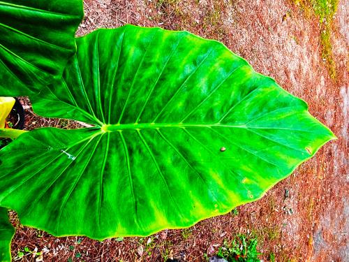 Alocasia macrorrhiza HORT'IS VIRIDIOS (R)