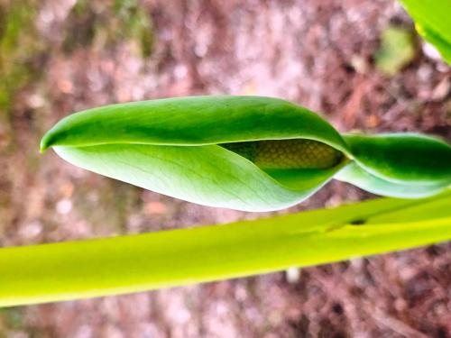 Alocasia macrorrhiza HORT'IS VIRIDIOS (R)