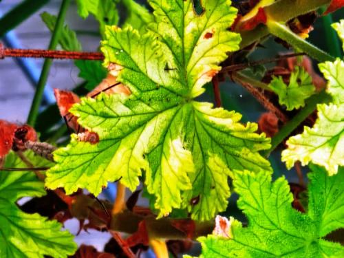 Pelargonium ‘Charity’  HORT'IS VIRIDIOS (R)