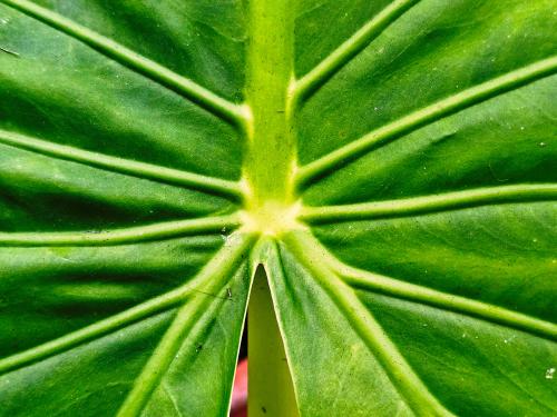Alocasia macrorrhiza HORT'IS VIRIDIOS (R)