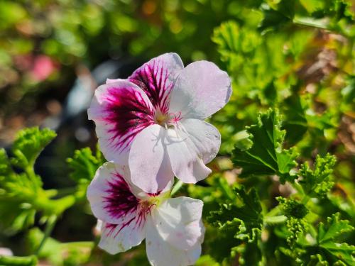 Pelargonium 'Wayward Angel' HORT'IS VIRIDIOS (R)