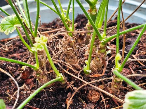 Pelargonium 'Mme Salleron'  HORT'IS VIRIDIOS (R)