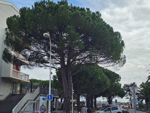 Pinus pinea Pinacées HORT'IS VIRIDIOS (R)
