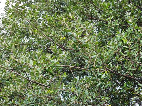 Quercus ilex HORT'IS VIRIDIOS (R)