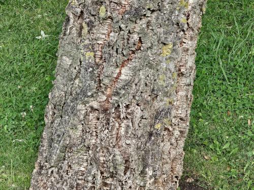 Quercus suber HORT'IS VIRIDIOS (R)