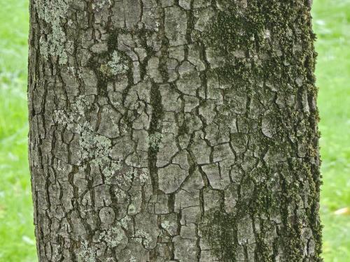 Quercus ilex HORT'IS VIRIDIOS (R)