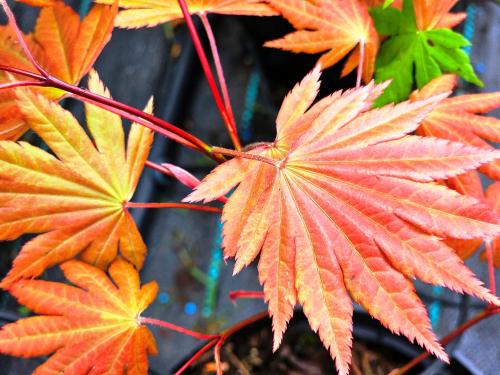 Acer shirawasanum 'Autumn Moon' HORT'IS VIRIDIOS (R)
