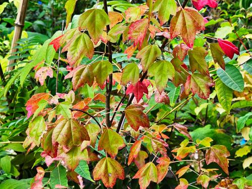 Acer buergerianum  HORT'IS VIRIDIOS (R)