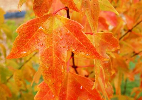  Acer buergerianum  HORT'IS VIRIDIOS (R)