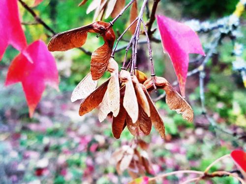  Acer buergerianum  HORT'IS VIRIDIOS (R)