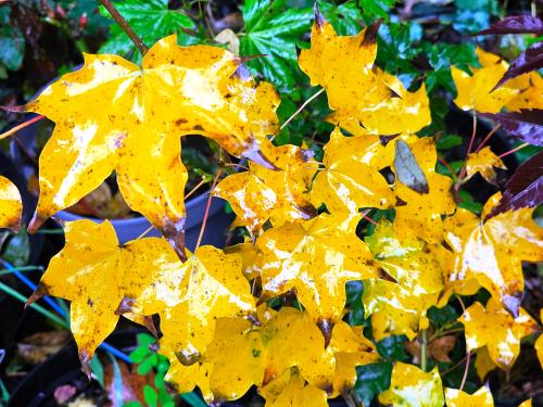Acer cappadocicum 'Aureum' HORT'IS VIRIDIOS (R)