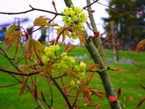 Acer cappadocicum 'Aureum' HORT'IS VIRIDIOS (R)