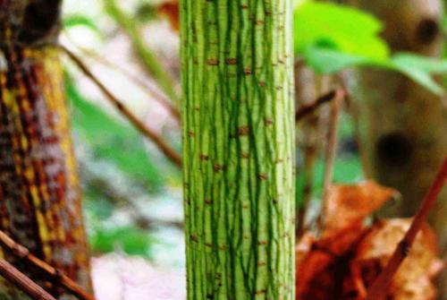 Acer cappadocicum 'Aureum' HORT'IS VIRIDIOS (R)