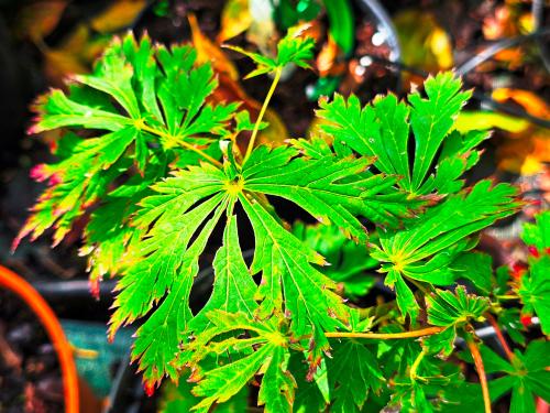 Acer japonicum ‘Aconitifolium’ HORT'IS VIRIDIOS (R)