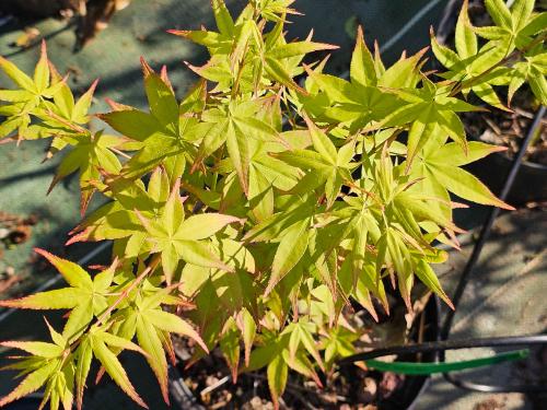 Acer palmatum 'Aureum' HORT'IS VIRIDIOS (R)