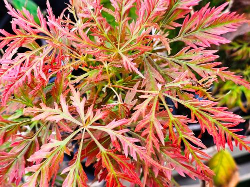 Acer palmatum 'Dissectum Emma' HORT'IS VIRIDIOS (R)