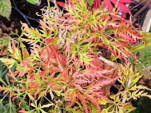Acer palmatum 'Dissectum Emma' HORT'IS VIRIDIOS (R)