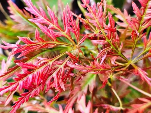 Acer palmatum 'Dissectum Emma' HORT'IS VIRIDIOS (R)