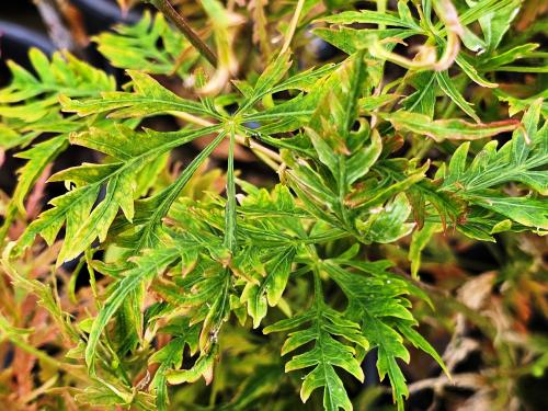 Acer palmatum 'Dissectum Emma' HORT'IS VIRIDIOS (R)