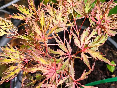 Acer palmatum ‘Dissectum Inaba Shidare’  HORT'IS VIRIDIOS (R)
